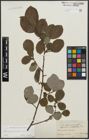 Foto von Salix appendiculata Vill.